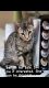 Bengal Cats for sale in Downey, CA, USA. price: NA