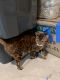 Bengal Cats for sale in New Lenox, IL, USA. price: $1,500
