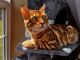 Bengal Cats for sale in Marysville, WA, USA. price: $2,200