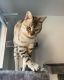 Bengal Cats for sale in New York, NY 10065, USA. price: $850