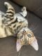 Bengal Cats for sale in St. Louis, MO, USA. price: NA