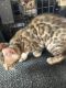 Bengal Cats for sale in Scurry-Rosser Independent School District, TX, USA. price: $1,200