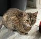 Bengal Cats for sale in Princeton, TX, USA. price: NA