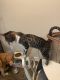 Bengal Cats for sale in Kernersville, NC 27284, USA. price: NA