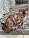 Bengal Cats for sale in Kissimmee, FL, USA. price: $1,500