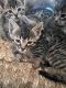 Bengal Cats for sale in Washington, DC 20012, USA. price: $1,200