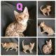 Bengal Cats for sale in Madison, ME 04950, USA. price: $1,000