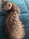 Bengal Cats for sale in Scurry-Rosser Independent School District, TX, USA. price: $800