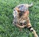 Bengal Cats for sale in Irvine, CA, USA. price: NA