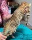 Bengal Cats for sale in Cool, CA 95614, USA. price: NA