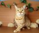 Bengal Cats for sale in Somerset, PA 15501, USA. price: NA
