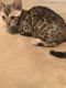 Bengal Cats for sale in Scurry-Rosser Independent School District, TX, USA. price: $800