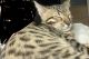 Bengal Cats for sale in New York, NY 10027, USA. price: $1,000