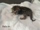 Bengal Cats for sale in West Jordan, UT, USA. price: $2,500