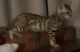 Bengal Cats for sale in Milwaukee, WI, USA. price: NA