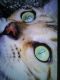 Bengal Cats for sale in Lynchburg, VA, USA. price: $600