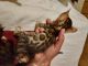 Bengal Cats for sale in Hedgesville, WV, USA. price: $1,200