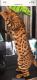 Bengal Cats for sale in Boca Raton, FL, USA. price: NA