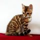 Bengal Cats for sale in 409 Burchett St, Glendale, CA 91203, USA. price: NA