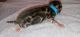 Bengal Cats for sale in Charleston, WV, USA. price: $2,400