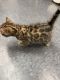 Bengal Cats for sale in Watertown, NY 13601, USA. price: $1,500