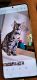 Bengal Cats for sale in Orland Park, IL, USA. price: $500