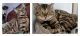 Bengal Cats for sale in Fairbanks, AK, USA. price: NA