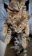 Bengal Cats for sale in Miami, FL, USA. price: $1,000