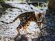 Bengal Cats for sale in Sarasota, FL, USA. price: $2,500
