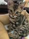 Bengal Cats for sale in Naperville, IL, USA. price: $130,000