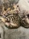Bengal Cats for sale in Riverview, FL, USA. price: NA