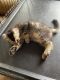 Bengal Cats for sale in Spring Valley, CA, USA. price: $300