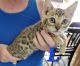 Bengal Cats for sale in Madison, ME 04950, USA. price: $700