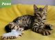 Bengal Cats for sale in College Rd, Fairbanks, AK, USA. price: NA