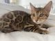Bengal Cats for sale in CN Tower, 301 Front St W, Toronto, ON M5V 2T6, Canada. price: $800