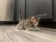 Bengal Cats for sale in West Jordan, UT, USA. price: NA