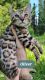 Bengal Cats for sale in Fairbanks, AK, USA. price: $2,800