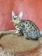 Bengal Cats for sale in York, NE 68467, USA. price: $700