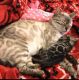 Bengal Cats for sale in York, NE 68467, USA. price: $1,700