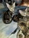 Bengal Cats for sale in Valley Springs, CA 95252, USA. price: NA