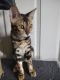 Bengal Cats for sale in Poplar Bluff, MO 63901, USA. price: $750
