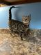 Bengal Cats for sale in Pinnacle, NC 27043, USA. price: NA