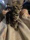 Bengal Cats for sale in San Antonio, TX 78238, USA. price: $495