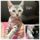 Bengal Cats for sale in Belleville, MI 48111, USA. price: $1,000