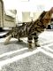 Bengal Cats for sale in Panama City Beach, FL, USA. price: $800