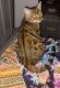 Bengal Cats for sale in Cedar Springs, MI 49319, USA. price: NA