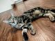 Bengal Cats for sale in Greenville, TX, USA. price: $2,500