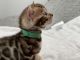Bengal Cats for sale in St. Louis, MO, USA. price: $800