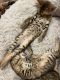 Bengal Cats for sale in Monroe, NY 10950, USA. price: $900