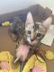 Bengal Cats for sale in Las Vegas, NV 89148, USA. price: $1,000